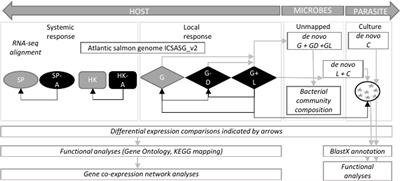 Host-Parasite Interaction of <mark class="highlighted">Atlantic salmon (Salmo salar)</mark> and the Ectoparasite Neoparamoeba perurans in Amoebic Gill Disease
